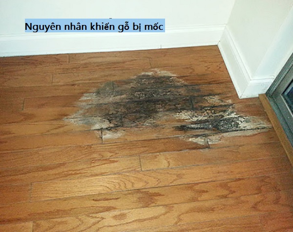 Cách diệt nấm mốc trên gỗ triệt để ai cũng làm được Nguyên nhân khiến gỗ bị mốc