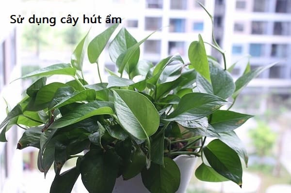 Nhà nồm phải làm sao? Mẹo chống nồm nhà ở nhanh chóng Sử dụng cây hút ẩm