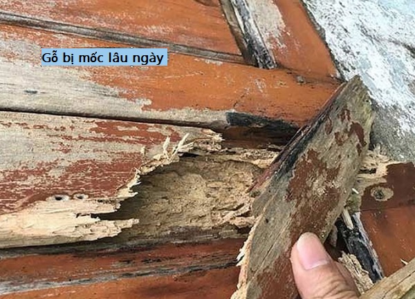 Cách diệt nấm mốc trên gỗ triệt để ai cũng làm được Điều gì xảy ra nếu gỗ bị mốc lâu ngày