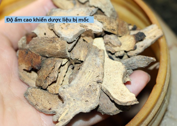 Kiểm soát độ ẩm dược liệu an toàn và đúng cách Độ ẩm ảnh hưởng như thế nào đến chất lượng dược liệu